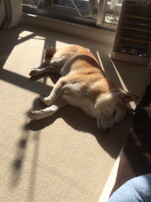 老犬 日向ぼっこ 銀柴 高齢柴犬と犬グッズ制作のブログ 犬の止まり木 老犬 日向ぼっこ 銀柴 高齢柴犬と犬グッズ制作のブログ 犬の止まり木