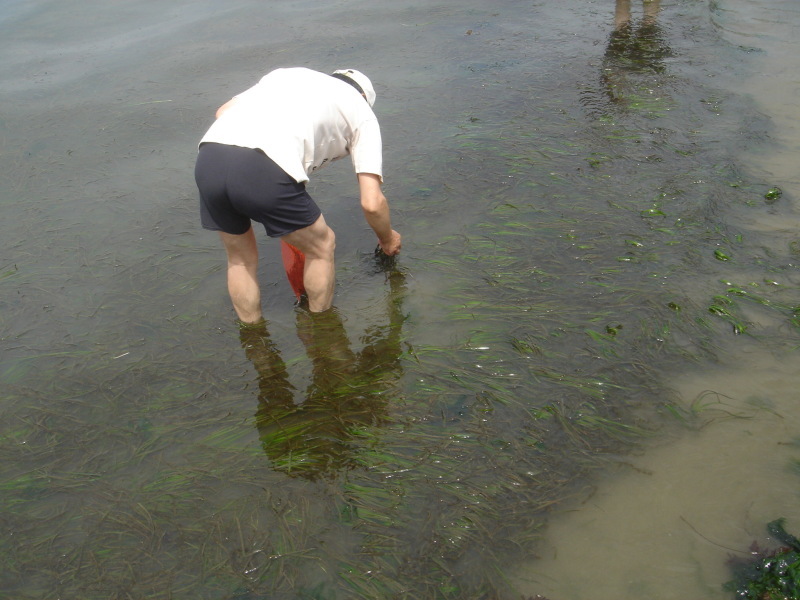 「アマモの種取り」   in　　せんなん里海公園自然海岸_c0108460_18504889.jpg