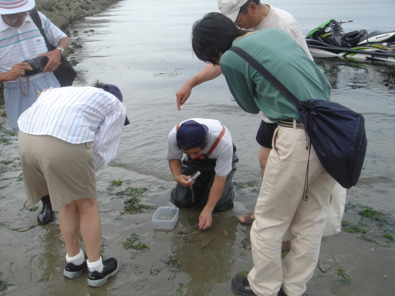 「アマモの種取り」   in　　せんなん里海公園自然海岸_c0108460_18540337.jpg