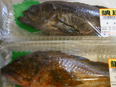 メバル対決 ダックと隊長