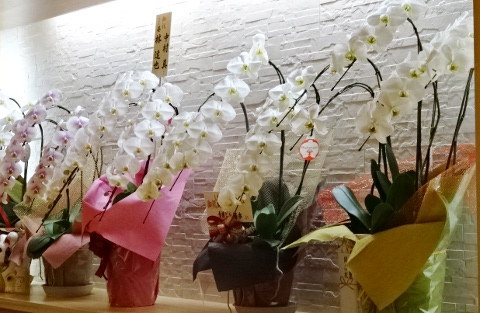 ひっそりとオープン「志な川 寿し 葵」@青物横丁_b0051666_7525075.jpg