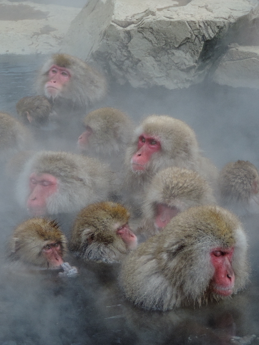 信州そぞろ歩き・湯田中：地獄谷野猿公苑（その２）_f0049074_05541778.jpg