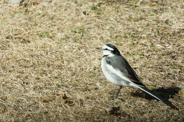 鳥は見かけによらぬもの？_f0289075_23295142.jpg