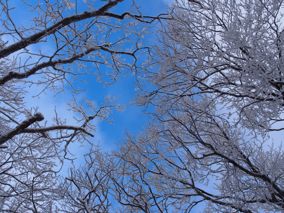 晴時々曇時折猛吹雪（局所的に）のコヤマノ岳～武奈ヶ岳へ　2015/01/18　２名_c0134193_12173721.jpg