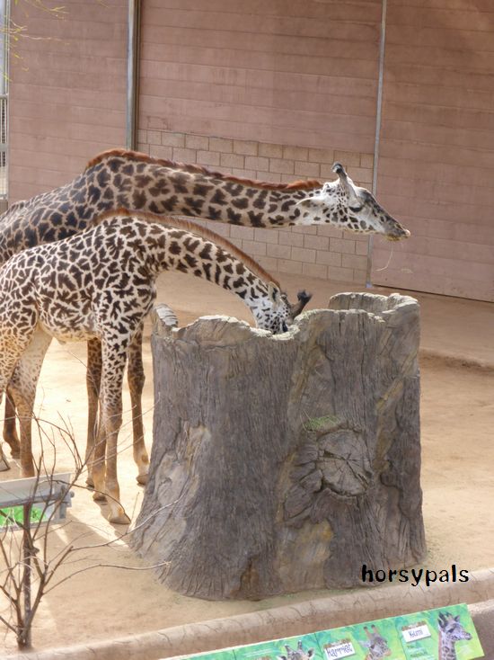 サンディエゴ動物園。_f0158697_21271779.jpg