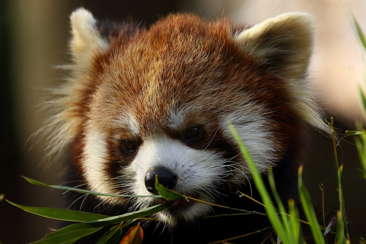 埼玉県のこども動物自然公園は、意外と面白い（その最終回は撮影した可愛い動物を一挙公開）_b0291402_07565536.jpg