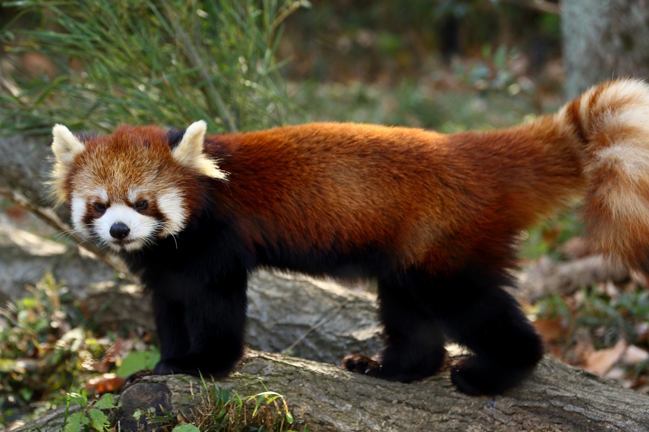 埼玉県のこども動物自然公園は、意外と面白い（その最終回は撮影した可愛い動物を一挙公開）_b0291402_07573154.jpg