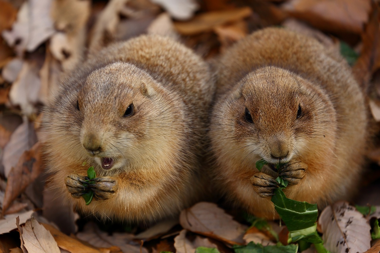 埼玉県のこども動物自然公園は、意外と面白い（その最終回は撮影した可愛い動物を一挙公開）_b0291402_07581365.jpg