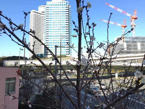 一般社団法人のみなし贈与と受贈益課税、そして冬桜とタワークレーン_d0054704_11435521.jpg