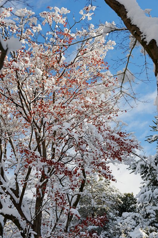 2015京の雪景色@高台寺_f0032011_19461424.jpg