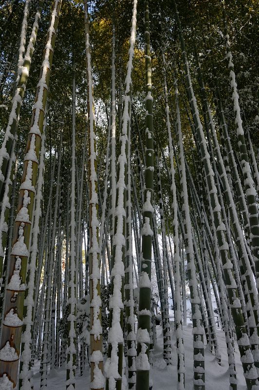 2015京の雪景色@高台寺_f0032011_20291521.jpg