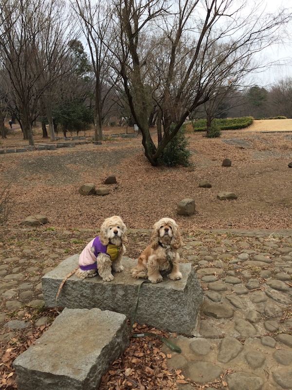 航空公園、ショートご案内_b0067012_342269.jpg