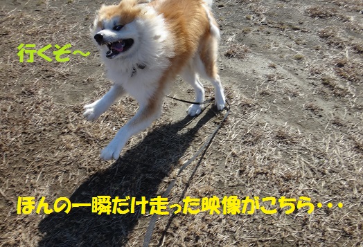 パック・ウォークでリハビリ!!_f0121712_73865.jpg