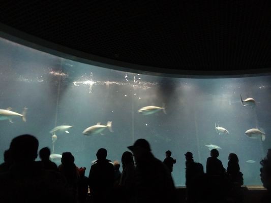 葛西臨海水族園、、、、_c0074332_1313432.jpg