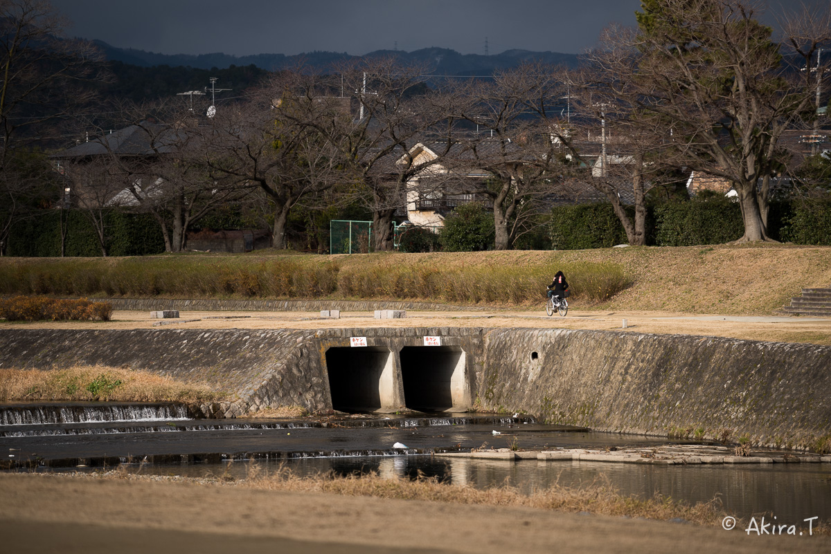 賀茂川スナップ 〜2〜_f0152550_21561923.jpg