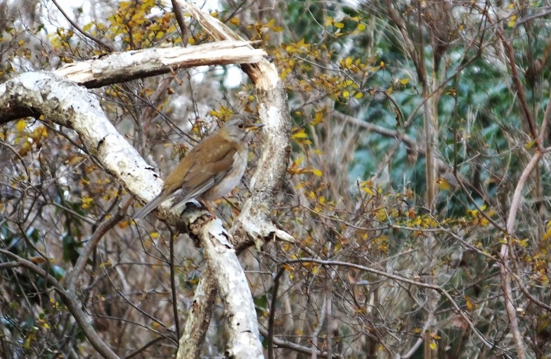 埴輪にジョビくん。　田んぼの白鳥、など　　　　_b0236251_1136837.jpg