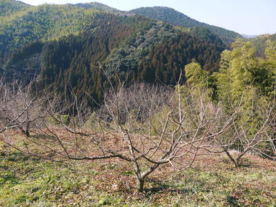 山あいの南高梅 冬の剪定その1(果実はどこに実るの?)_a0254656_19212860.jpg