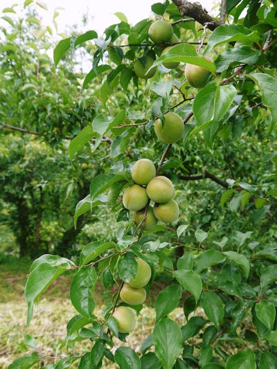 山あいの南高梅 冬の剪定その1(果実はどこに実るの?)_a0254656_19472486.jpg