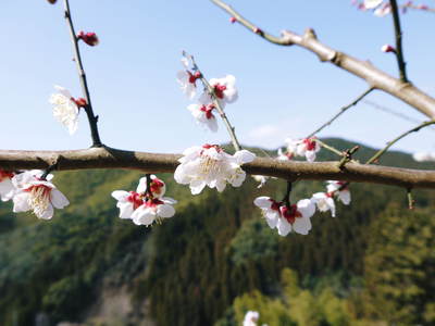 山あいの南高梅 冬の剪定その1(果実はどこに実るの?)_a0254656_19555641.jpg