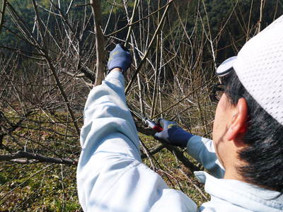 山あいの南高梅 冬の剪定その1(果実はどこに実るの?)_a0254656_209776.jpg