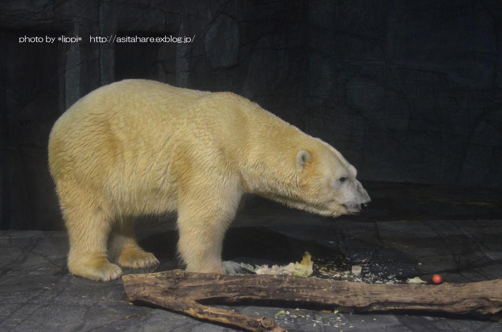 豪邸に住むホッキョクグマ（シンガポール動物園②）_b0024758_0542055.jpg