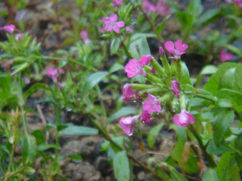 おひさま畑の花壇＆ビオトープの整備　　in　　うみべの森_c0108460_13000044.jpg