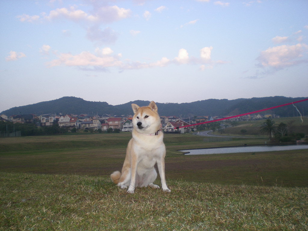 ’15,1,20(火)お散歩は楽しい~!_f0060461_9543316.jpg