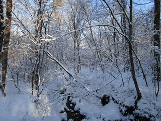 群馬県に位置する北軽井沢は、大雪なり～☆☆☆_d0045362_2152987.jpg