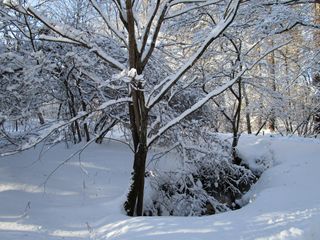 群馬県に位置する北軽井沢は、大雪なり～☆☆☆_d0045362_2165247.jpg