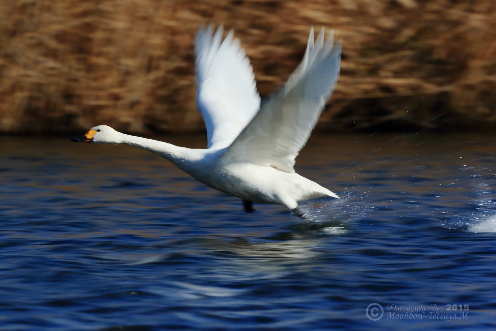 白鳥2015　水面からの飛翔_e0197769_19473406.jpg