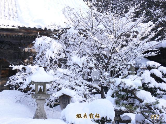 松前町『桜三大銘木』冬景色_f0166871_7132797.jpg