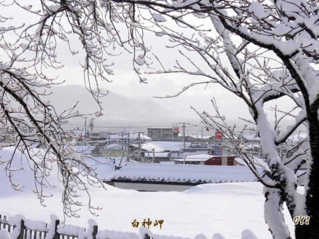 松前町『桜三大銘木』冬景色_f0166871_7155933.jpg