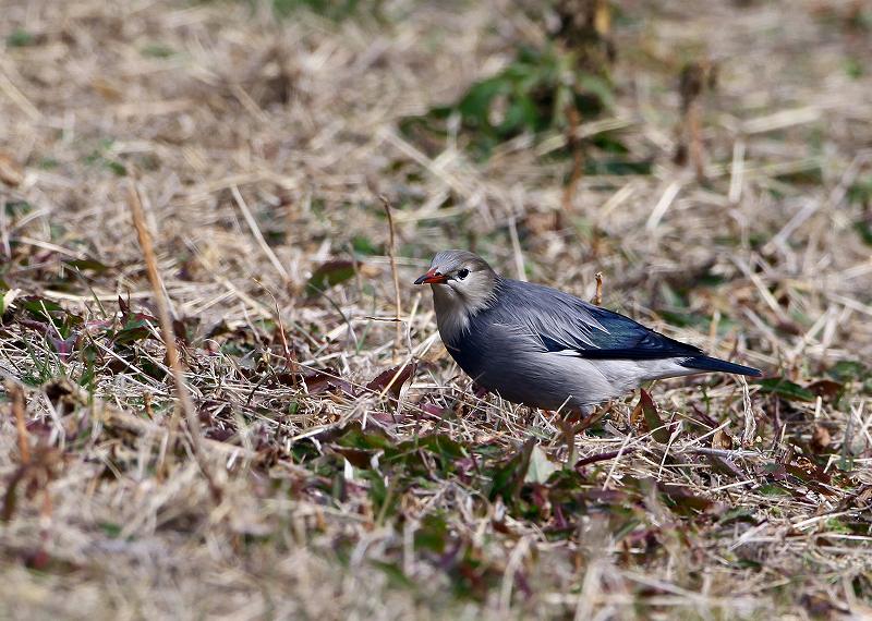 ギンムクドリ：むく鳥とバトル_a0206701_1953071.jpg