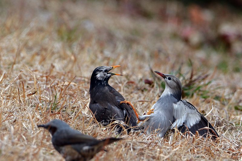 ギンムクドリ：むく鳥とバトル_a0206701_1963081.jpg