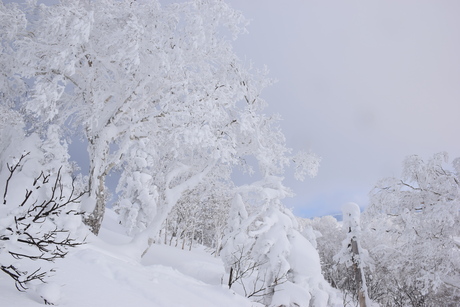 2015年1月5日キロロで粉雪を堪能する。_c0242406_16515523.jpg