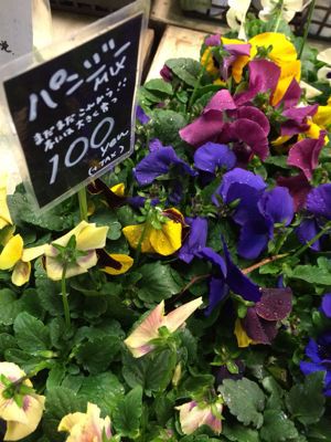 スミレ パンジー ビオラは何がちがう ウエディング 装花専門店 Misena ブログ