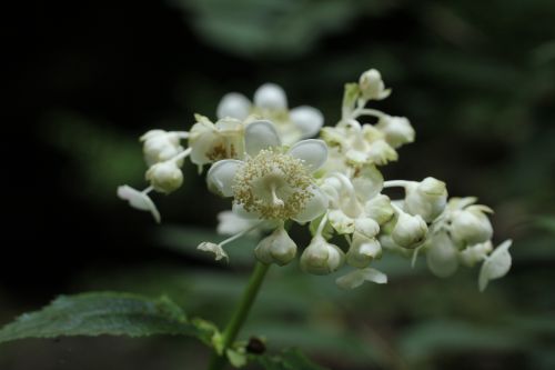 御岳山の花１０　ギンバイソウ_a0040021_15212298.jpg