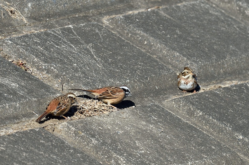 変わり映えのしない野鳥ですが_e0037126_21501377.jpg