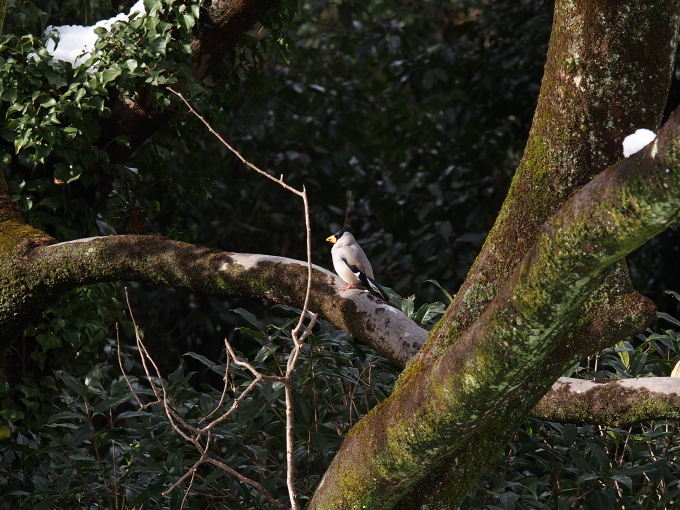 京都　野鳥_d0266327_13444656.jpg