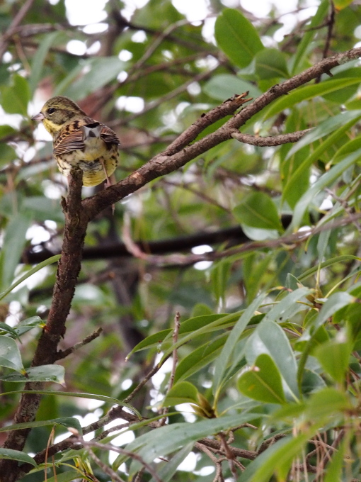 京都　野鳥_d0266327_13512550.jpg