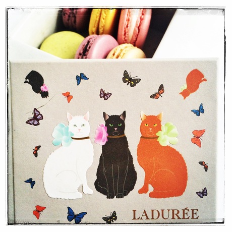 Ladurée のイチオシ！　三匹のネコちゃん - toris chats chez Ladurée Paris_a0231632_4362012.jpg