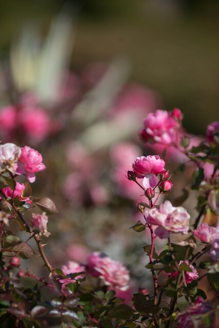 真冬の薔薇_f0158043_20535622.jpg