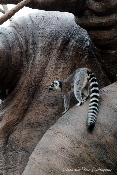 動物のいる風景 上野動物園 ワオキツネザル_b0133053_011729.jpg