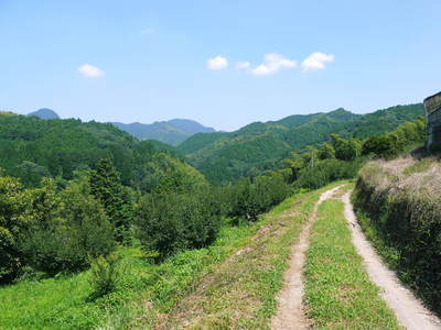 山あいの南高梅 冬の剪定その2(選定作業の様子)_a0254656_16485655.jpg