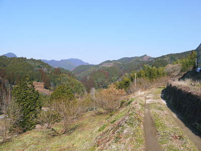 山あいの南高梅 冬の剪定その2(選定作業の様子)_a0254656_16533538.jpg