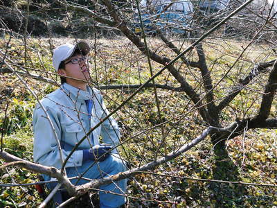 山あいの南高梅 冬の剪定その2(選定作業の様子)_a0254656_17342090.jpg