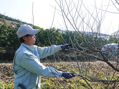 山あいの南高梅 冬の剪定その2(選定作業の様子)_a0254656_18554557.jpg