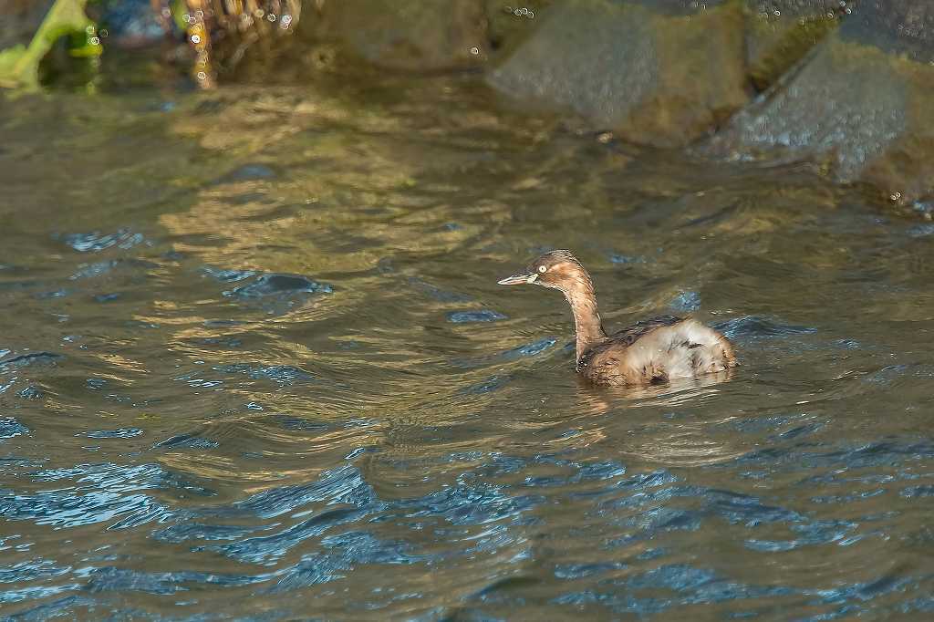 自宅のそばのカワセミ_f0044056_10175965.jpg