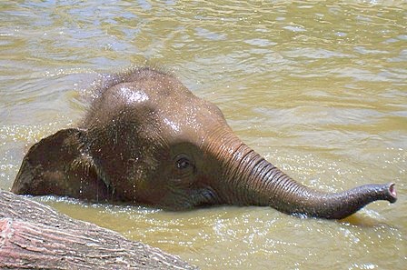 ボルネオコビト象 コタキナバル 旅行記 ブログ ボルネオコビト象 コタキナバル 旅行記 ブログ