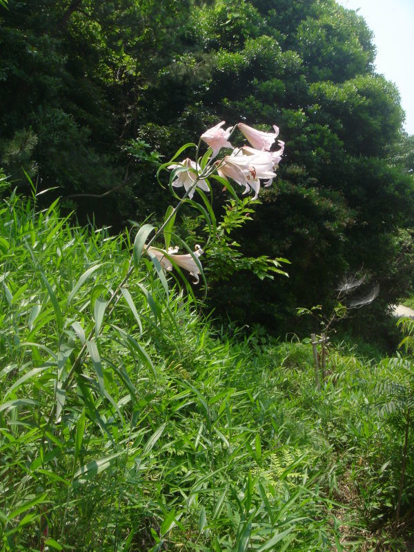 c0108460_00260527.jpg